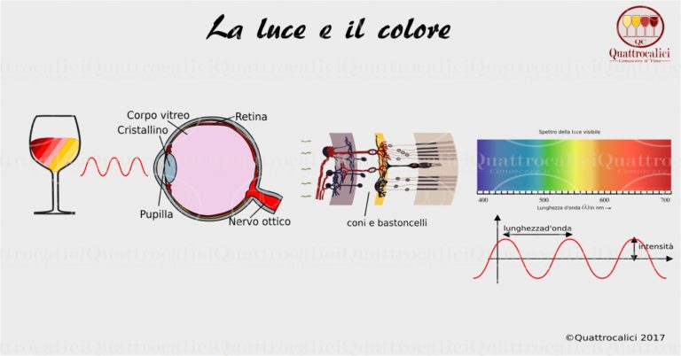 La vista e la percezione del colore del vino