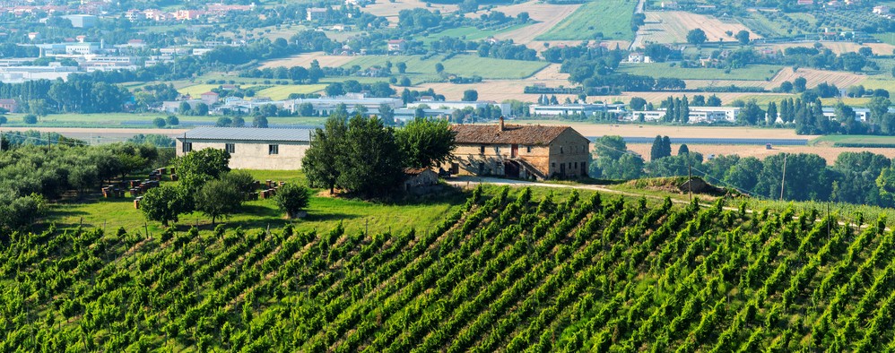 provincia macerata vino