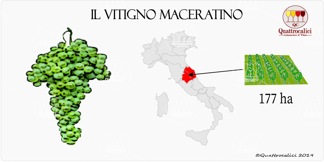 maceratino vitigno