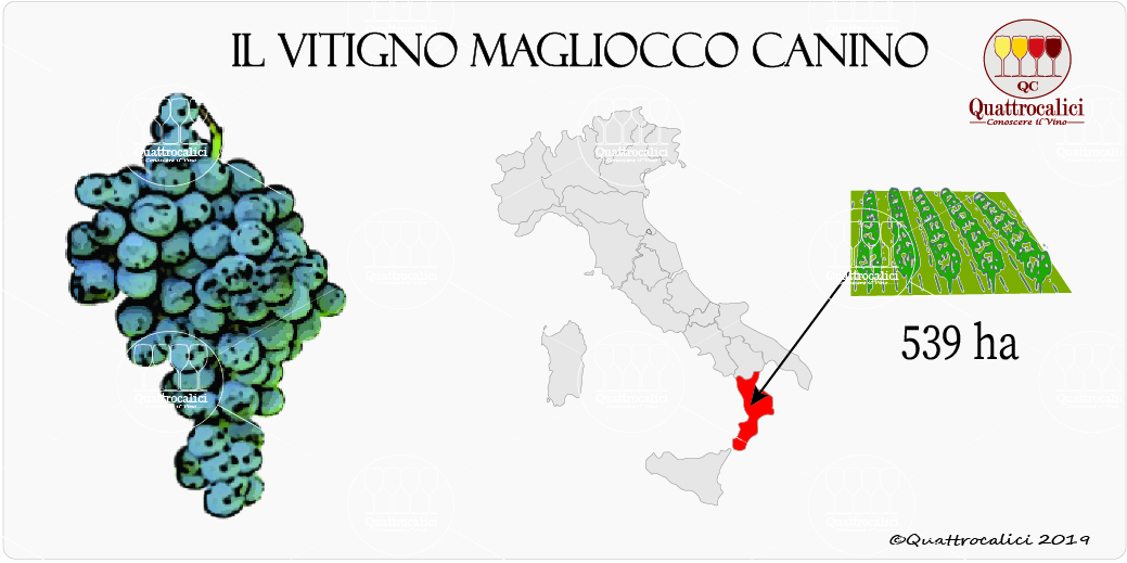 vitigno magliocco canino