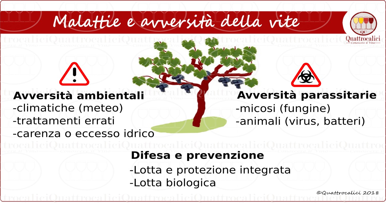 malattie della vite, avversità della vite