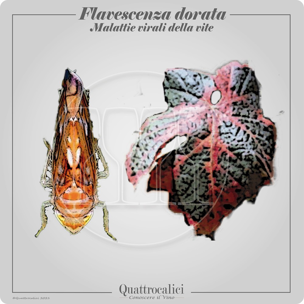 flavescenza dorata