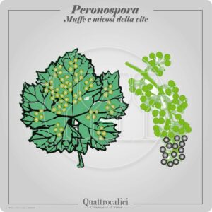 peronospora