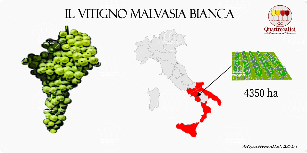 vitigno malvasia bianca