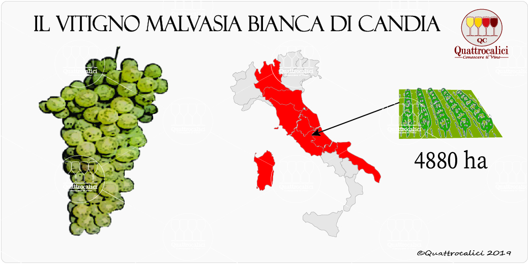 vitigno malvasia bianca di candia