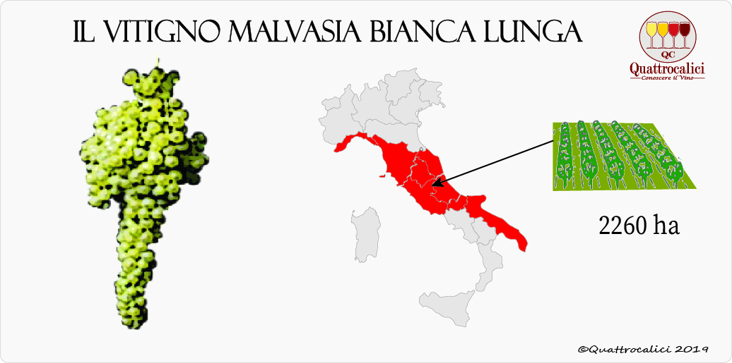 Malvasia bianca lunga Quattrocalici L'Atlante dei Vitigni