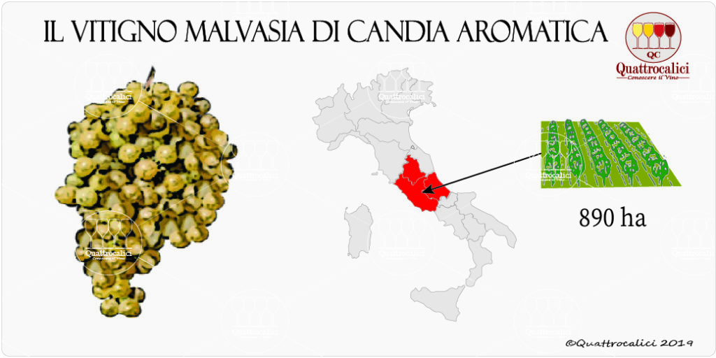 Malvasia di Candia aromatica Quattrocalici L'Atlante dei Vitigni