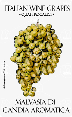 Malvasia Di Candia Aromatica Quattrocalici L Atlante Dei Vitigni malvasia-di-candia-aromatica-quattrocalici-l-atlante-dei-vitigni