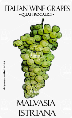 malvasia istriana vitigno