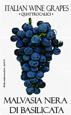 malvasia nera di basilicata vitigno