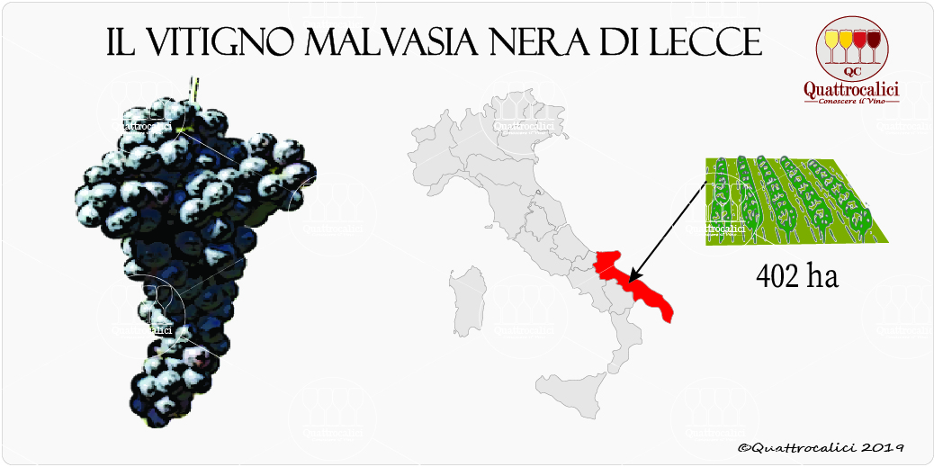 vitigno malvasia nera di lecce