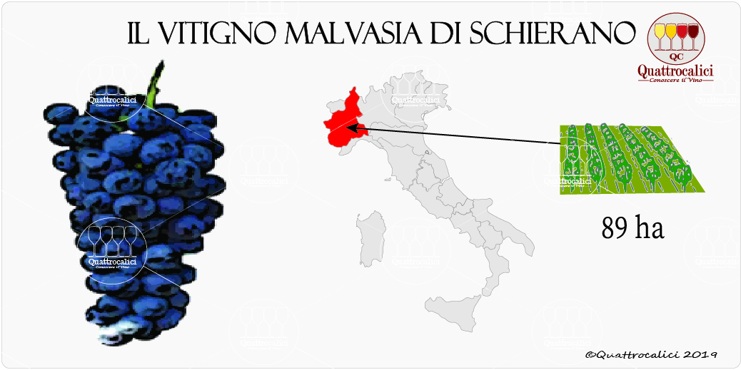 vitigno malvasia di schierano