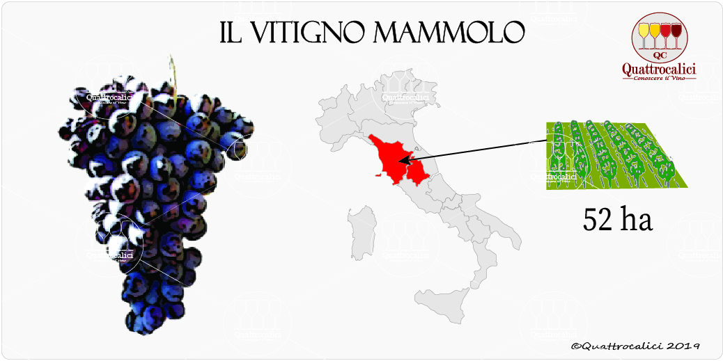 vitigno mammolo
