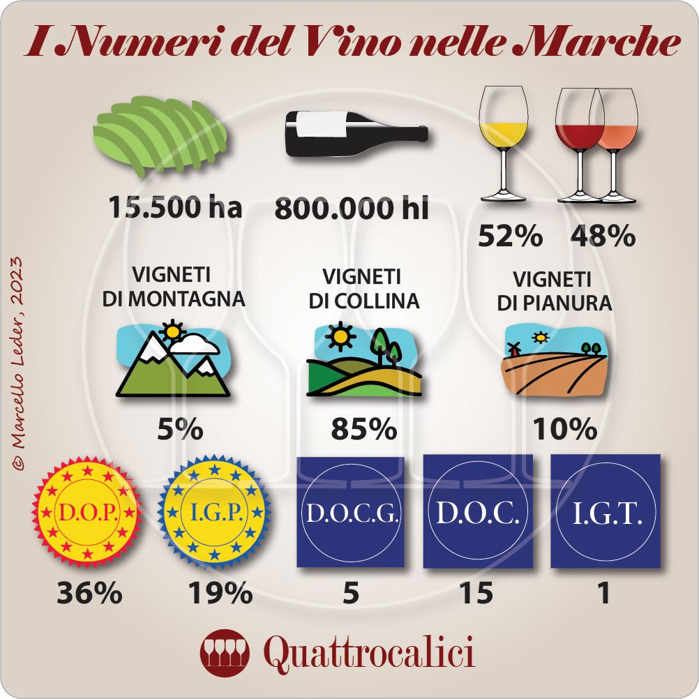 i numeri del vino nelle marche