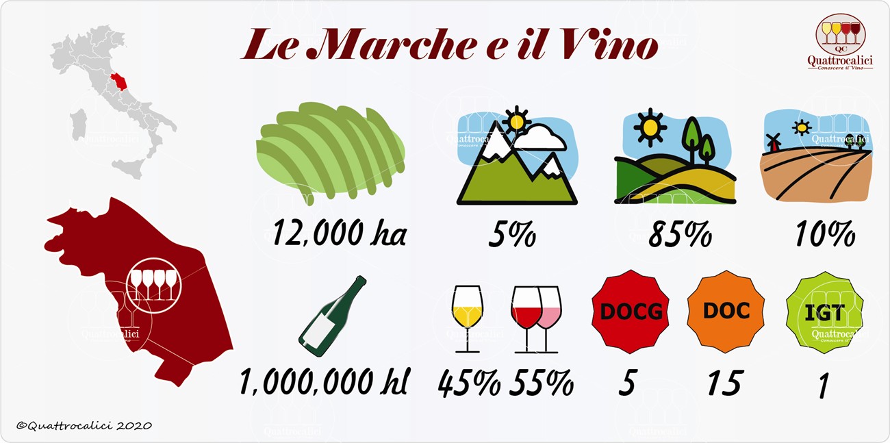 il vino e i vini nelle marche