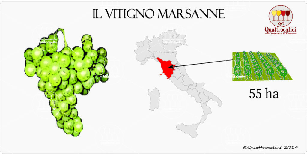 Marsanne Quattrocalici L'Atlante dei Vitigni