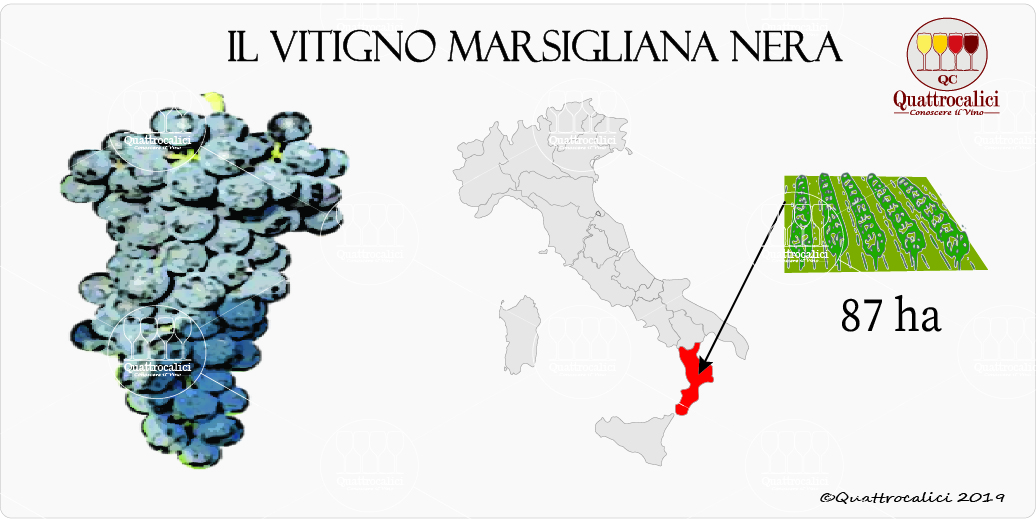 vitigno marsigliana nera