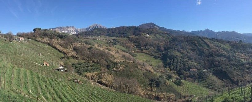 provincia massa carrara vino