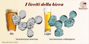 il lievito per la birra