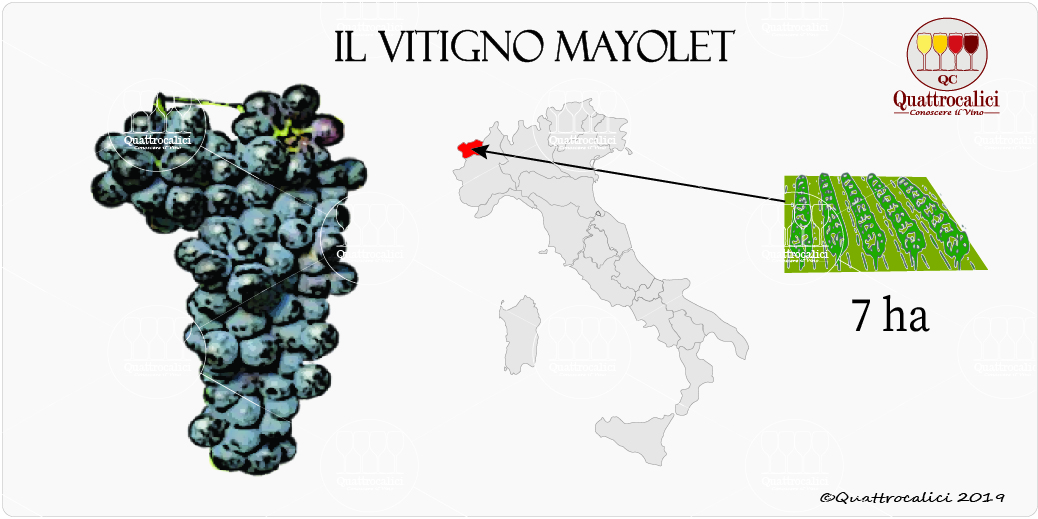 vitigno mayolet