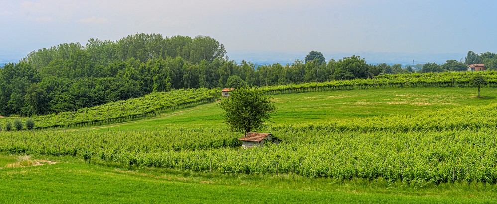 provincia milano vino