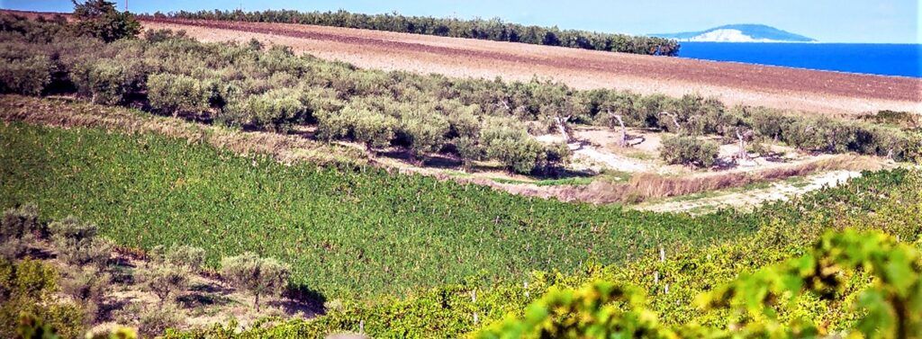 Il vino in Molise