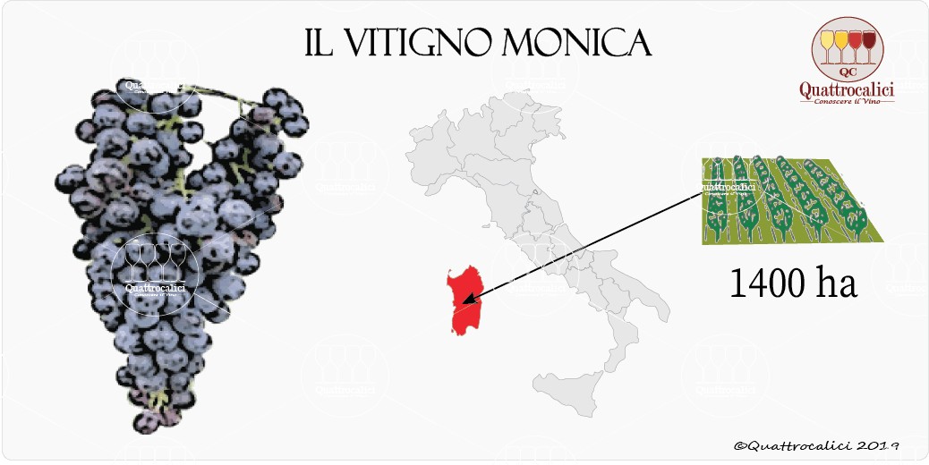 vitigno monica