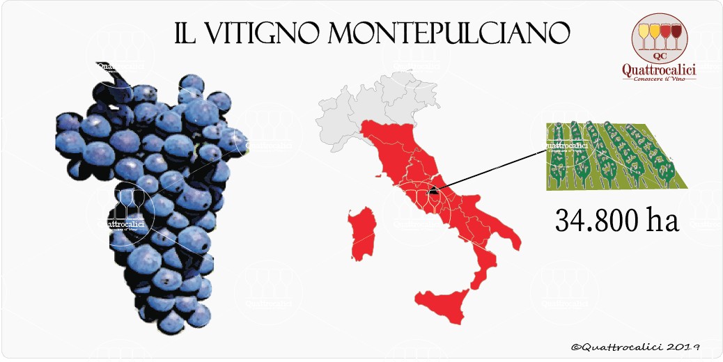 vitigno montepulciano