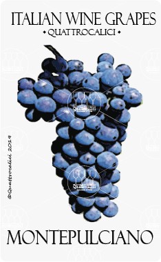 montepulciano vitigno