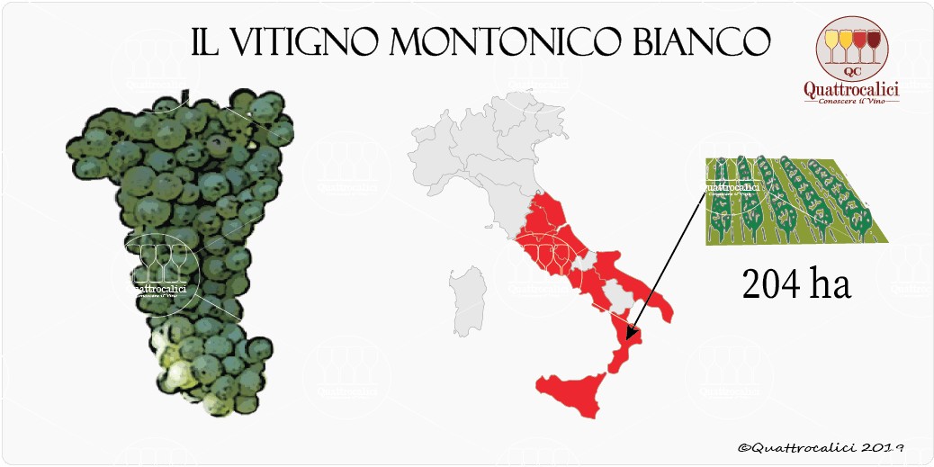 vitigno montonico bianco