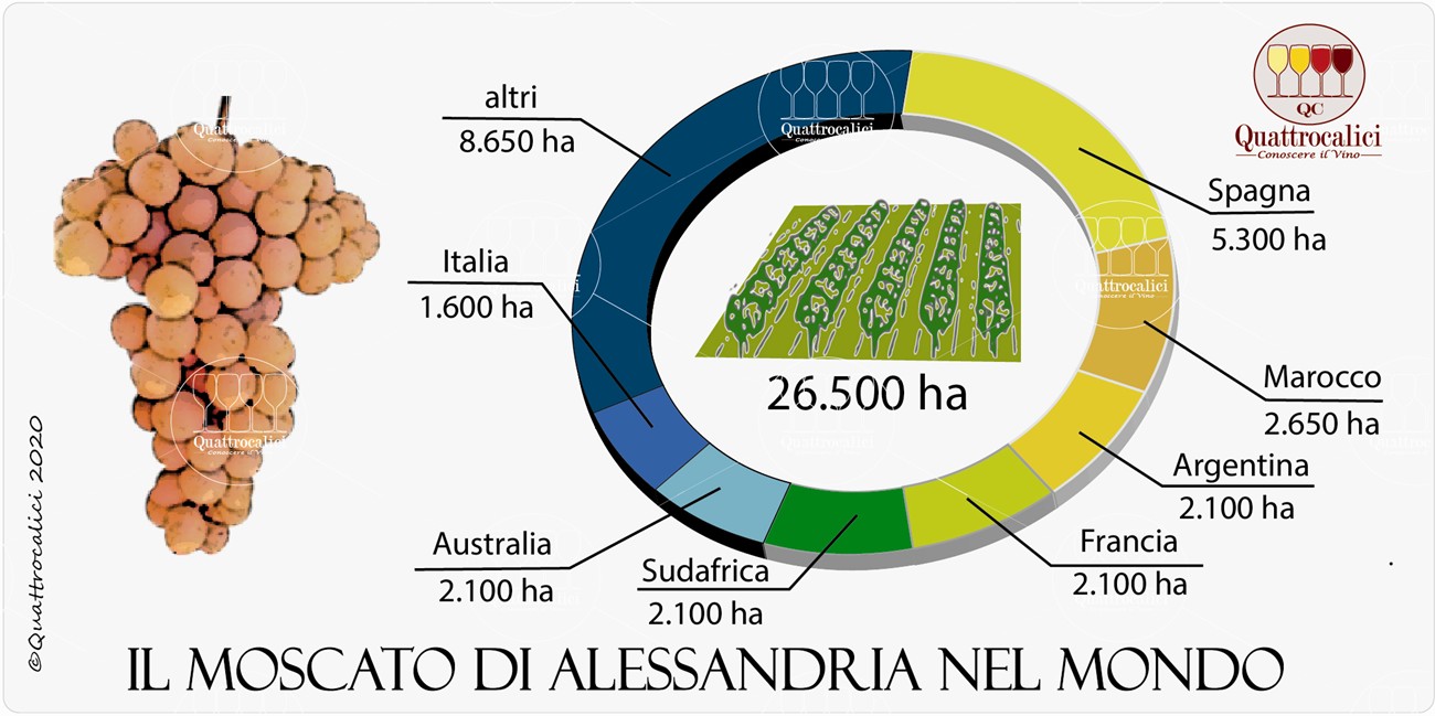 moscato d'alessandria vitigno