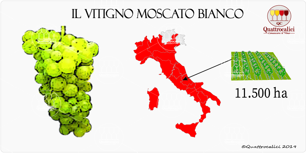 vitigno moscato bianco