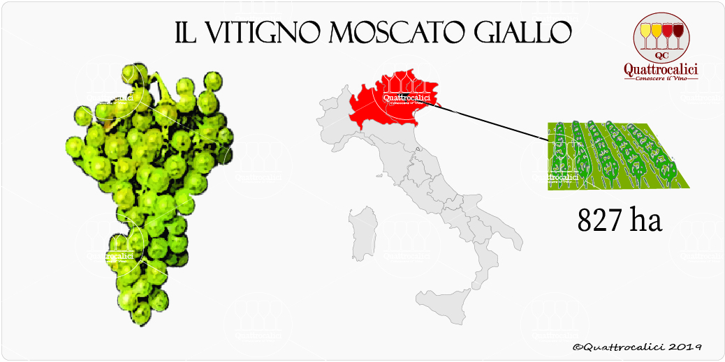 moscato giallo vitigno