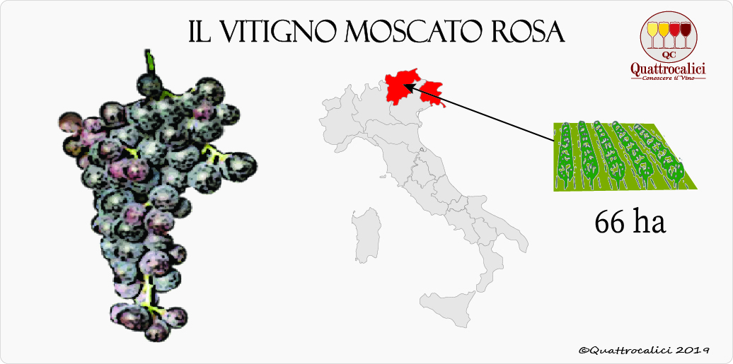 vitigno moscato rosa