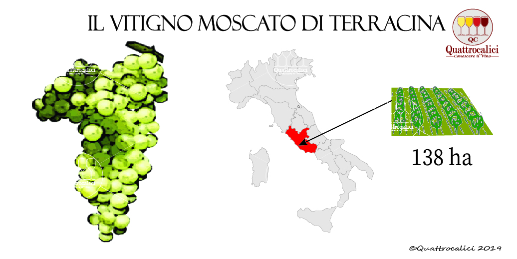 vitigno moscato di terracina