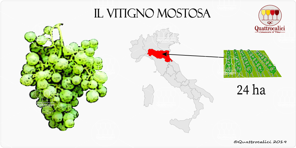 vitigno mostosa