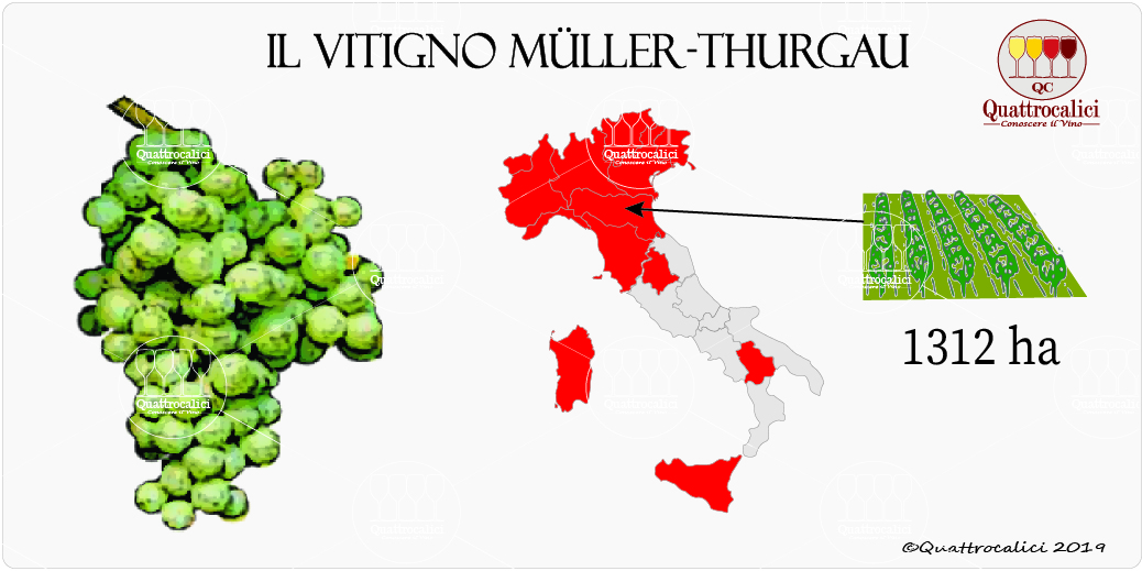 vitigno müller-thurgau