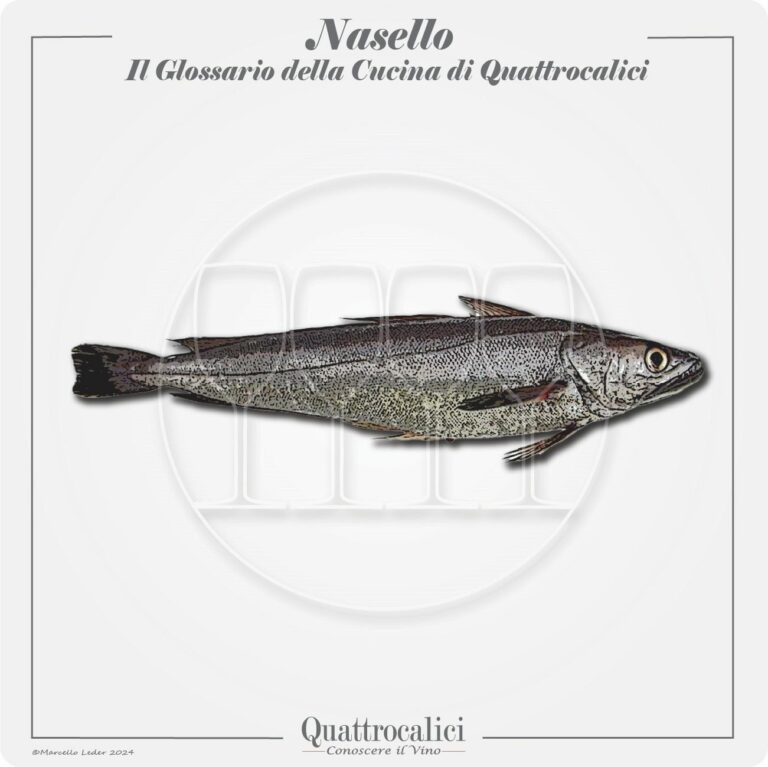 il nasello in cucina e con il vino