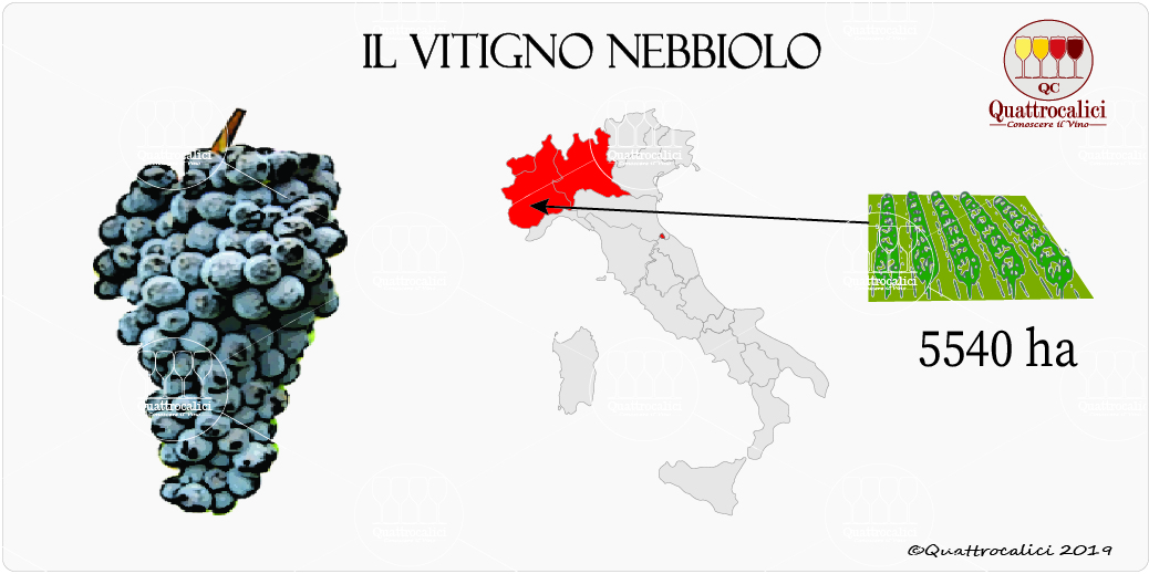 vitigno nebbiolo