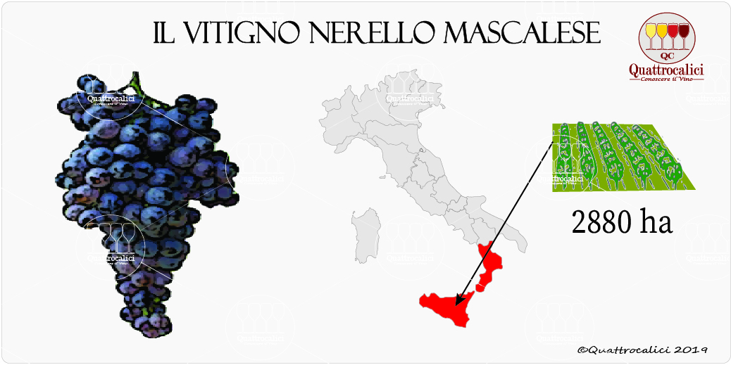vitigno nerello mascalese