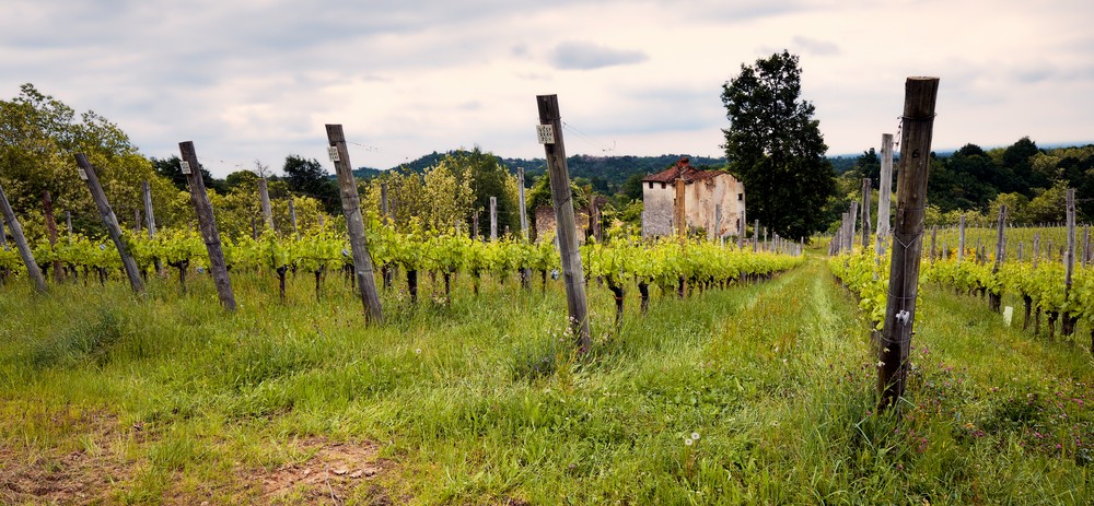 provincia novara vino