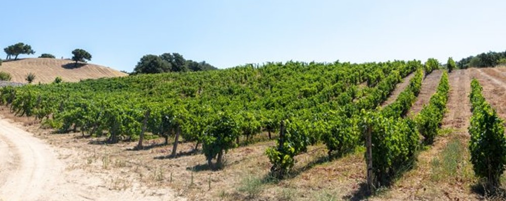provincia nuoro vino