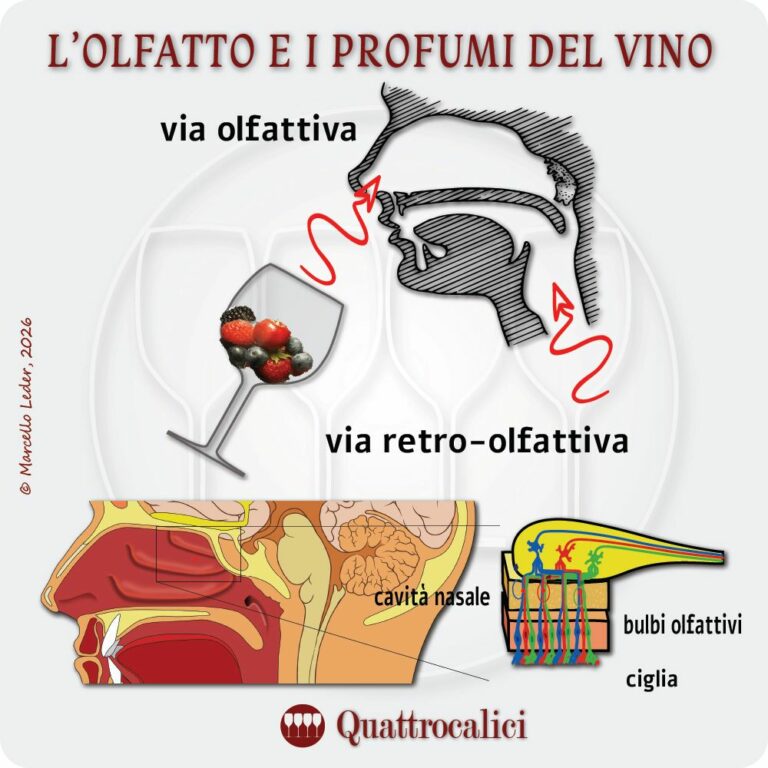 L'olfatto e i profumi del vino