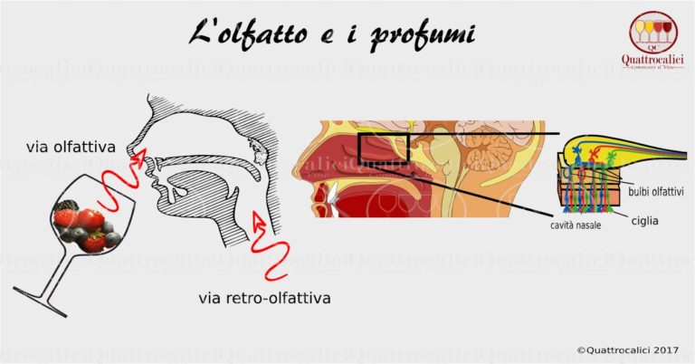 olfatto e i profumi nella degustazione del vino