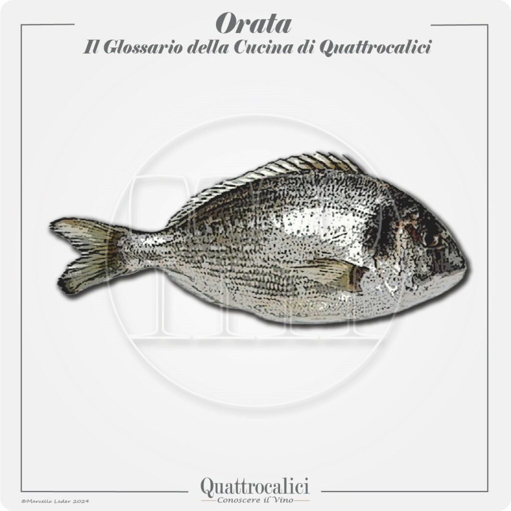 L'orata in cucina e con il vino