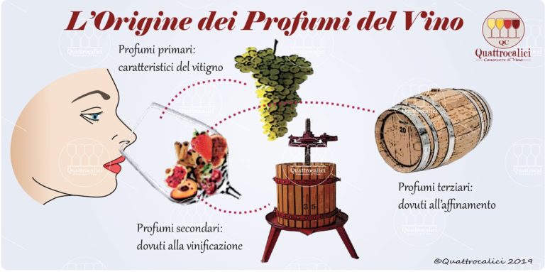 Origine dei profumi del vino