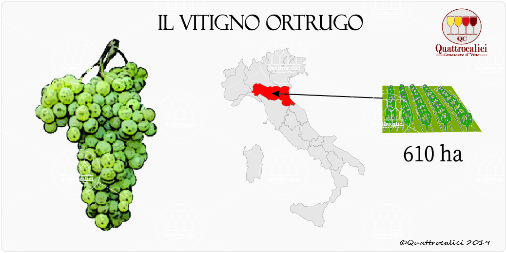 vitigno ortrugo