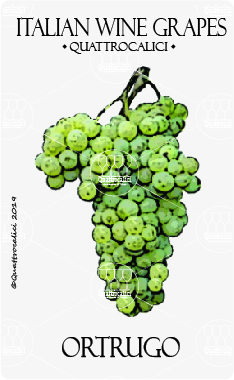 ortrugo vitigno