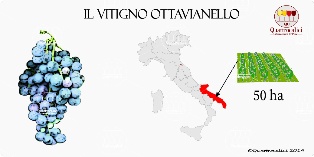 vitigno ottavianello