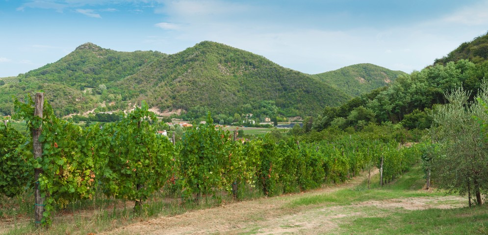 La provincia di Padova e i suoi vini